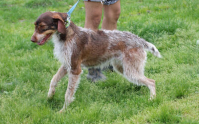 Elsa – kinderlieb u. verspielt