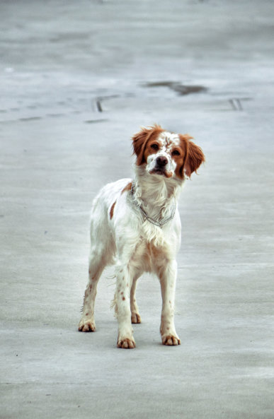 hund-rumaenien-vermittlung
