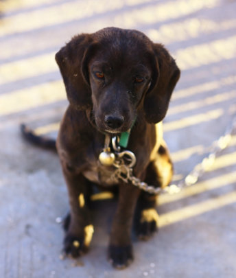 rumaenien-hunde-verein