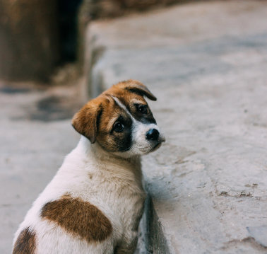 strassenhund-rumaenien-vermittlung