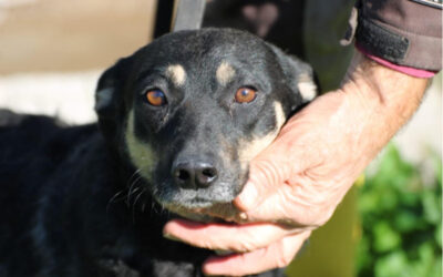 Leotie – kinderlieb u. verspielt