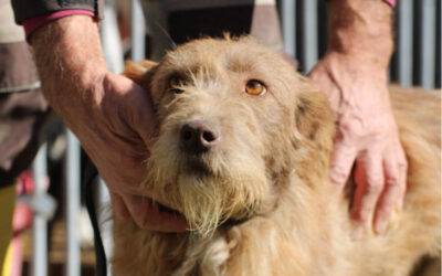 Lomasi – liebenswert u. angenehm